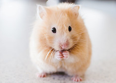 ハムスター